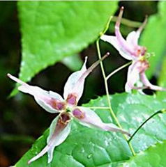 High quality Epimedium Extract