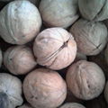 thin skin inshell walnut  5
