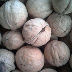 lowest price china inshell walnut