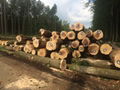 Red oak logs
