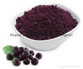 Maqui berry powder 1