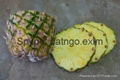 Pineapple 1