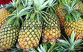 Pineapple 3