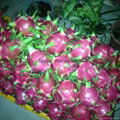 Red Dragon Fruit +84907879539 3