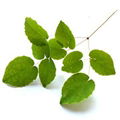 Epimedium extract 1