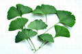 Ginkgo biloba extract