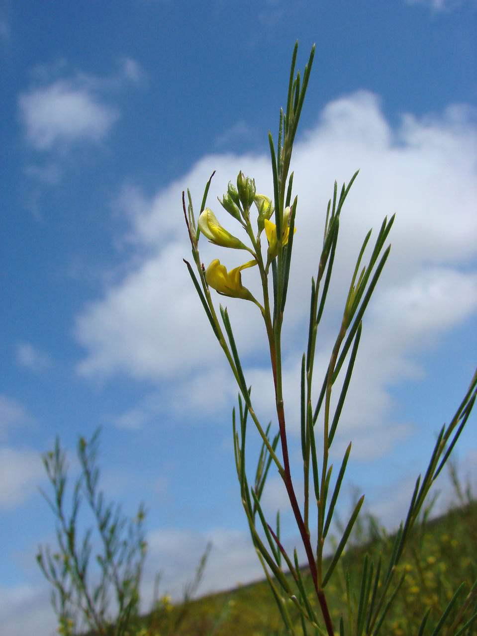 线叶金雀花粉/提取物 2