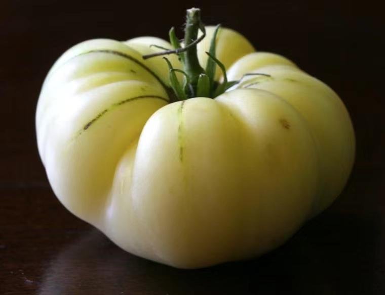 英國TOMESORAL白番茄提取物Grelide®格萊德白番茄濃縮粉