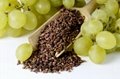 葡萄籽提取物 | 天然植物香料葡萄籽提取物