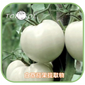 TOMESOL 白番茄果提取物