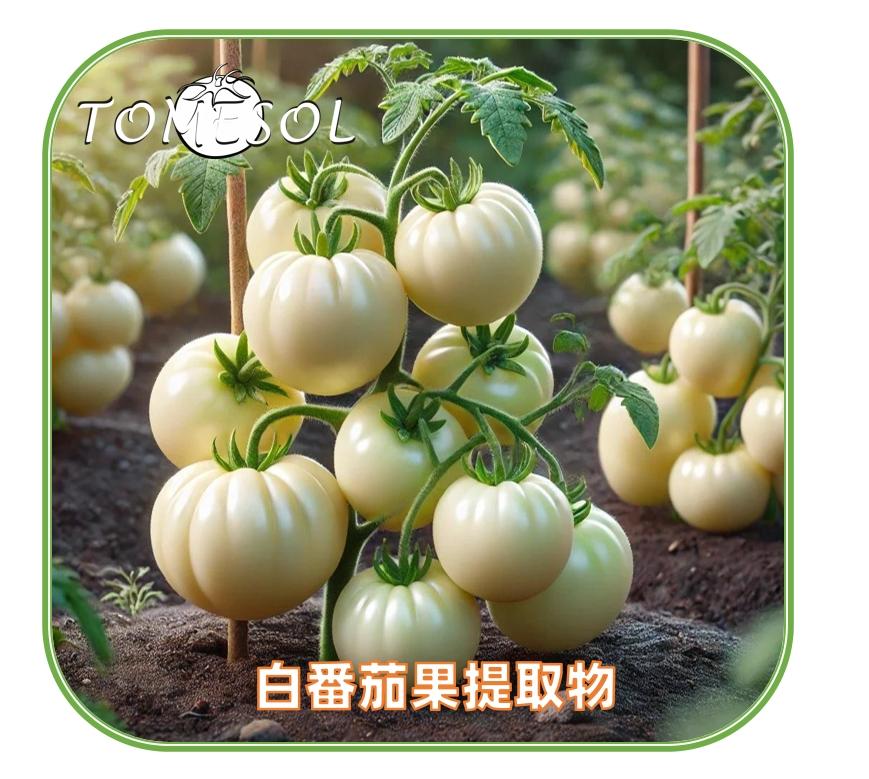 TOMESOL(TOMESORAL) 白番茄果提取物（化妝品專用） 2