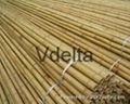 Bamboo fence suppliers