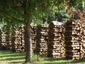 Chestnut,Elm,Pine Firewoods and logs 2
