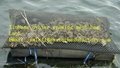 hot sales oyster bag USA oyster farm