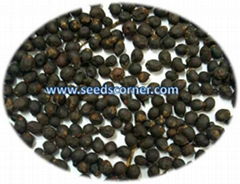 Roystonea Regia Seeds