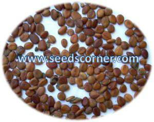 Cassia Fistula Seeds