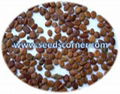 Cassia Fistula Seeds