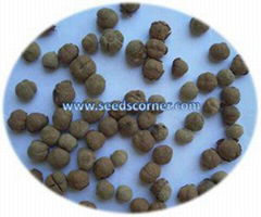 Terminalia mantaly Seeds