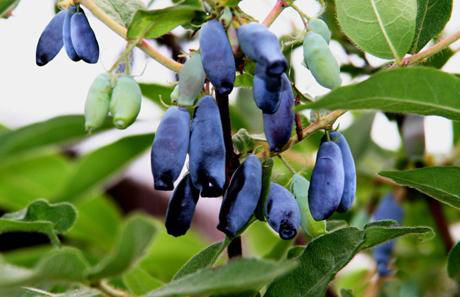 藍靛果提取物花青素25％  強抗氧化 3