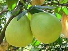 pomelo 2