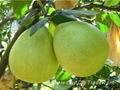 Fresh Honey Pomelo