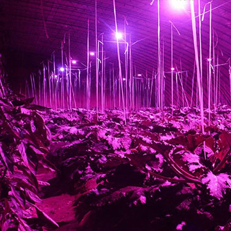 E27 8W SMD 18LED植物燈 12紅+6藍 盆栽 育苗 室內綠色植物補光燈 5