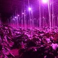 E27 8W SMD 18LED植物灯 12红+6蓝 盆栽 育苗 室内绿色植物补光灯 5