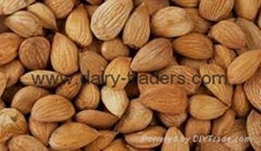 Apricot Kernels