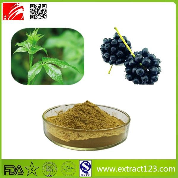 High Quality Siberian Ginseng Extract Powder