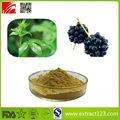 High Quality Siberian Ginseng Extract