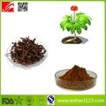 High Quality Salvia miltiorrhiza Extract
