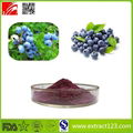 High Quality Blueberry Powder