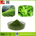 High Quality Green Tea Powder 1