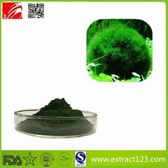 High Quality Chlorella Extract Powder