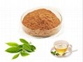 Instant Green Tea Extract Powder 1