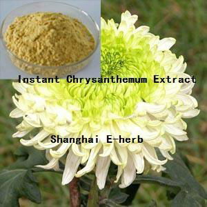 Instant Chrysanthemum Extract Powder