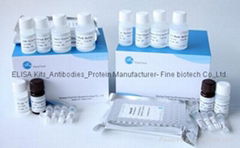 Rat Ang1-7 ELISA Kit