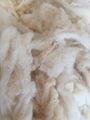 Raw Scoured Sheep Wool 1