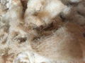 Raw Greasy Sheep Wool 1