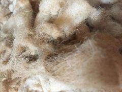 Raw Greasy Sheep Wool