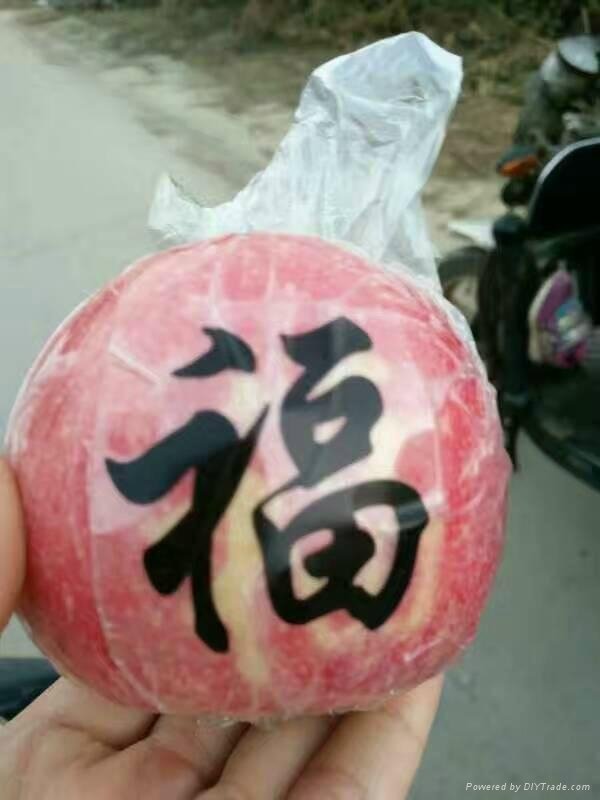 三西紅富士蘋果 3
