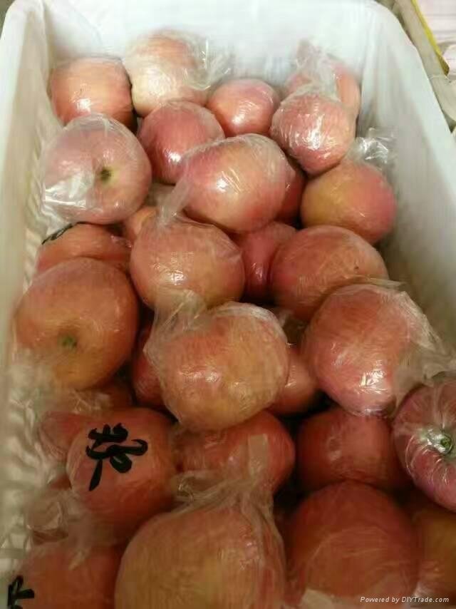 三西紅富士蘋果 4