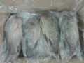 Frozen Black & red Tilapia  1