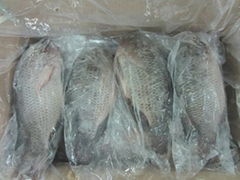 Frozen Black & red Tilapia