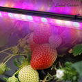 OHMAX Double-face Lighting IP65 Waterproof Tomato LED Grow Light Bar