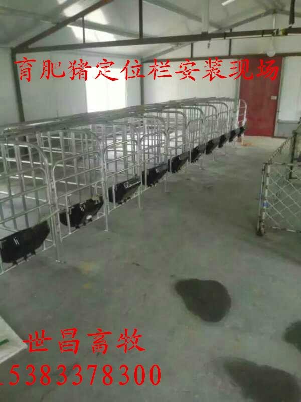 豬設備定位欄生產廠家河北世昌畜牧供應