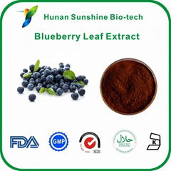 Blueberry Leaf Extract Chlorogenic Acid