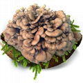 Maitake mushroom extract powder  2