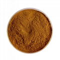 Maitake mushroom extract powder  4