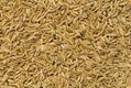 CUMIN SEEDS(JEERA SPICES)